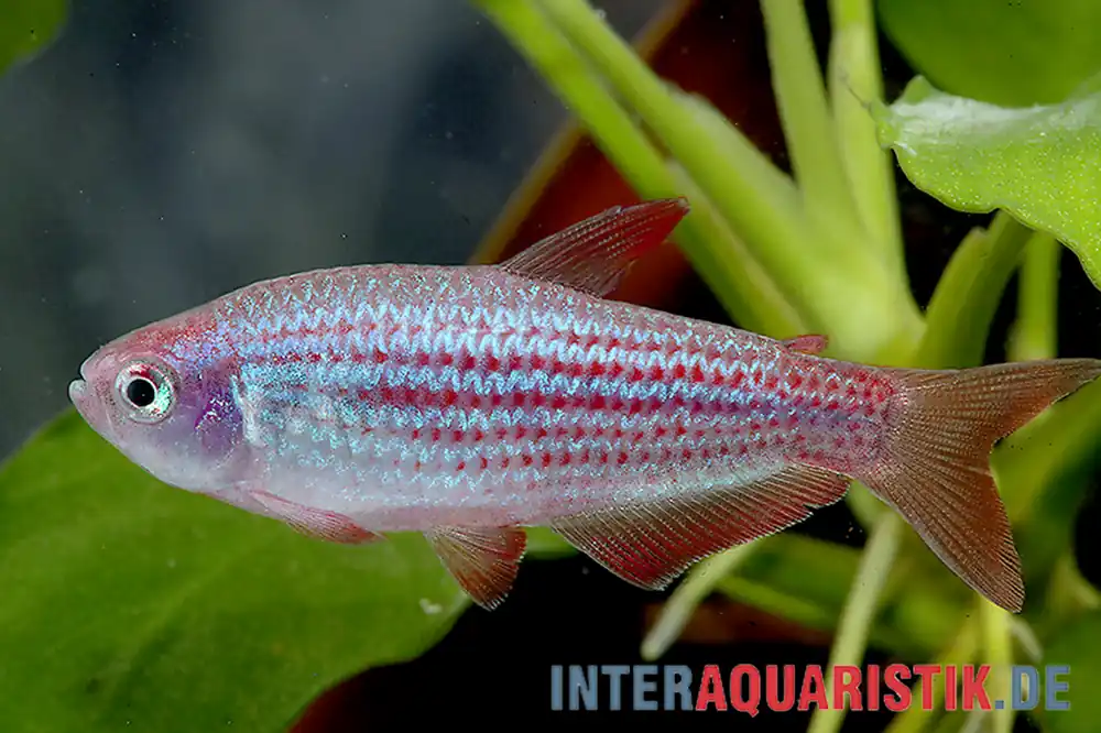 Geprüft Purpurstreifen-Königssalmler, Inpaichthys parauapiranga