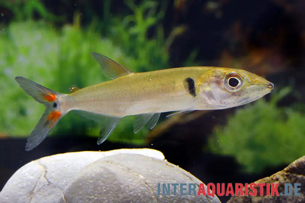 Zertifiziert Rotschwanz-Barrakudasalmler, Acestrorhynchus falcatus, 14-16 cm