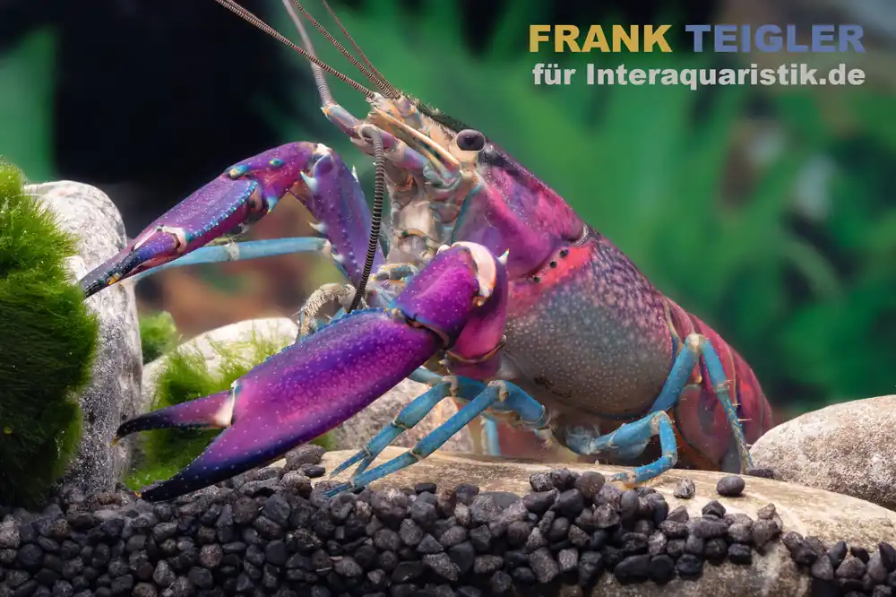 Snakeskin-Tricolor-Krebs, Cherax woworae - Zufällig Zertifiziert