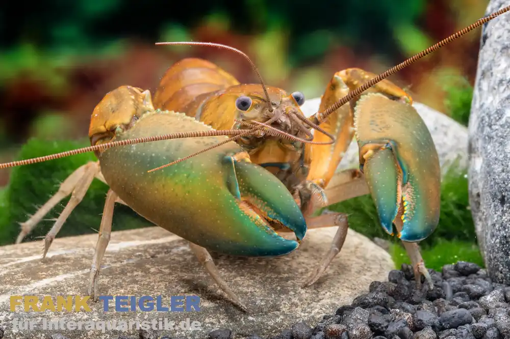 Sale Green Hulk-Krebs, Cherax sp. Green Hulk - Pärchen