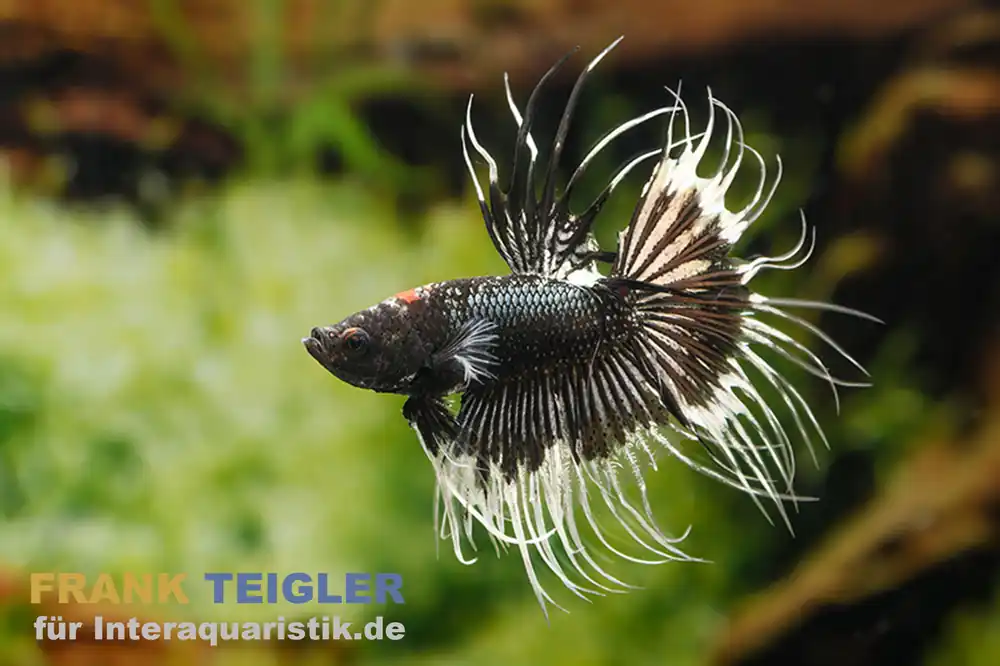Günstig Crown Tail Kampffisch Black&White, Männchen, Betta splendens