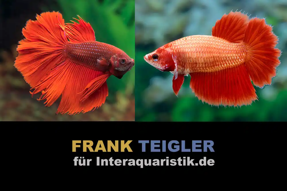 Paar: Halfmoon Kampffisch Super Red, Betta splendens Begrenztes Angebot