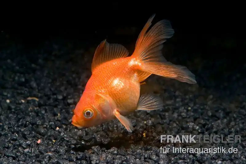 Schleierschwanz XL rot, Carassius auratus Schneller Versand