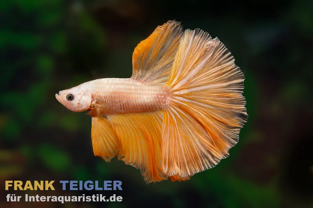 Online Kaufen Halfmoon Kampffisch Mask Gold, Männchen, Betta splendens