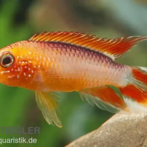 Zwergbuntbarsch, Apistogramma agassizii Fire Red, paarweise XL Geprüft