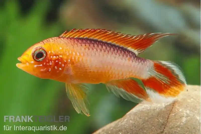 Zwergbuntbarsch, Apistogramma agassizii Fire Red, paarweise XL Geprüft