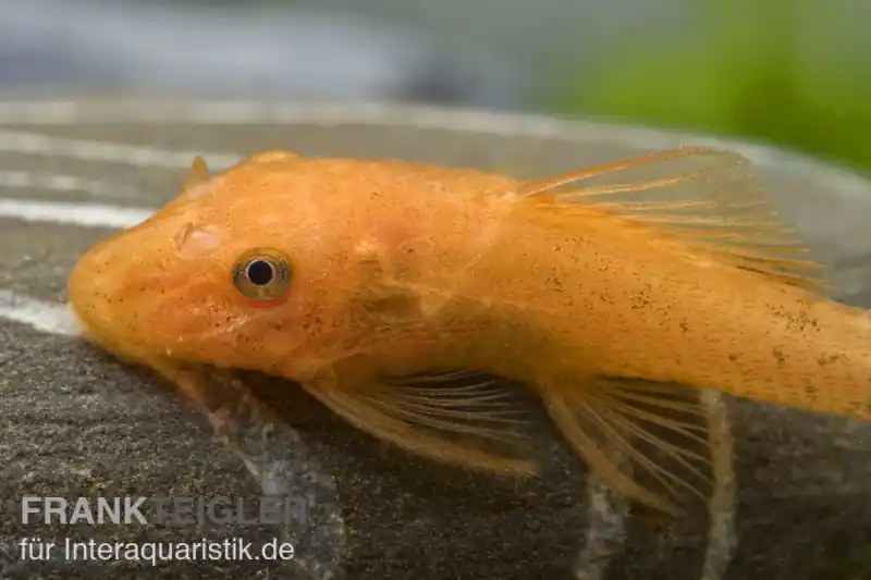 Super-roter Antennenwels, Ancistrus sp. "Super rot" XL Direkt Vom Hersteller
