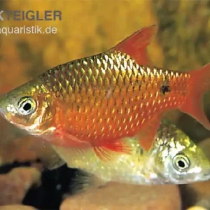 Prachtbarbe rot, Puntius conchonius (Pethia conchonius) XL Finale Aktion
