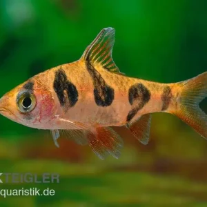 Rhombenbarbe, Barbus rhomboocellatus XL Abverkauf