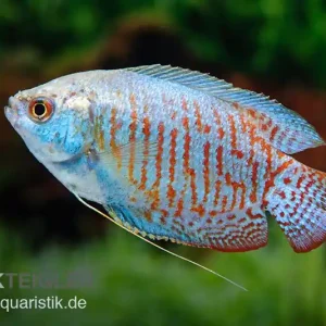 Zwergfadenfisch Neon-blau, Colisa lalia M Wochenendangebot