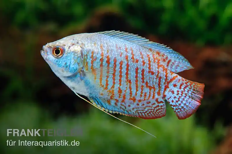 Zwergfadenfisch Neon-blau, Colisa lalia M Wochenendangebot