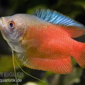 Zwergfadenfisch rot, Colisa lalia (Trichogaster lalius) M Mega-Angebot