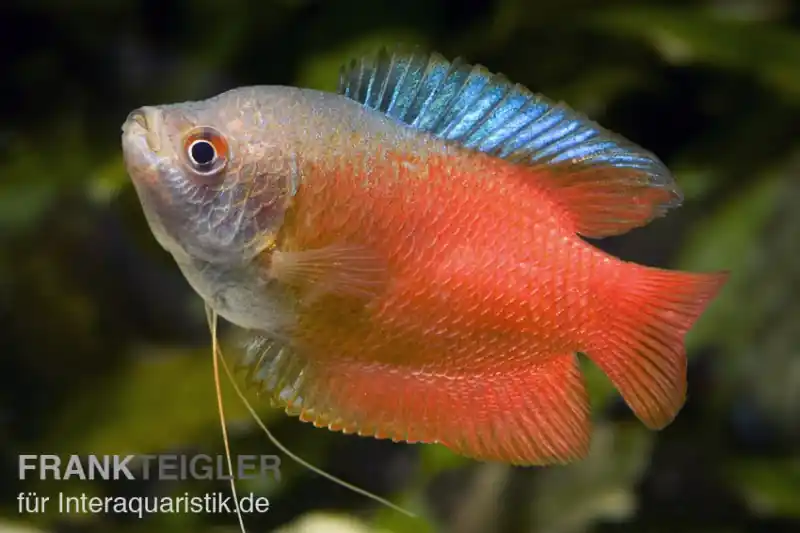 Zwergfadenfisch rot, Colisa lalia (Trichogaster lalius) XL Preisknaller