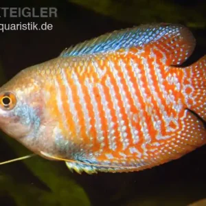 Zwergfadenfisch natur, Colisa lalia (Trichogaster lalius) M Ausverkauf