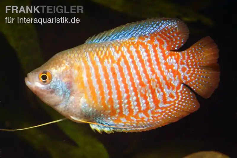 Zwergfadenfisch natur, Colisa lalia (Trichogaster lalius) M Ausverkauf