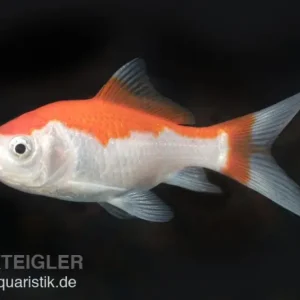 Goldfisch Sarasa rot-weiß, Carassius auratus (Kaltwasser), Größe 12-15 cm Neuheit