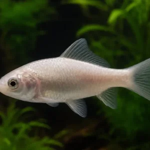 Goldfisch weiß, Carassius auratus (Kaltwasser), Größe 12-15 cm Kracherpreis