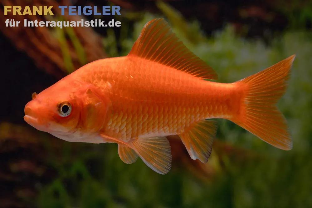Geprüft Goldfisch rot, Carassius auratus (Kaltwasser), Größe 20-25 cm