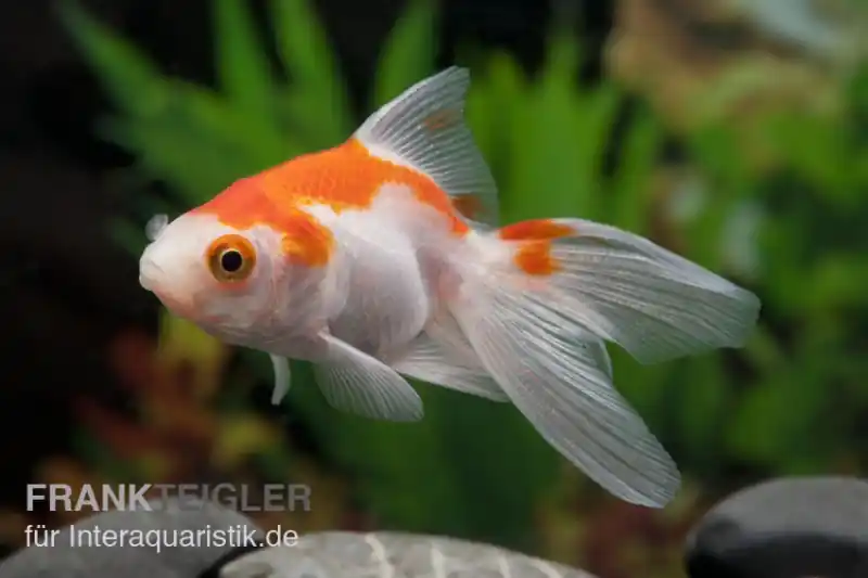 Oranda rot-weiß, Carassius auratus (Kaltwasser), Größe 12-14 cm Knallerangebot