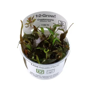 Saisonangebot Cryptocoryne undulata 'Broad Leaf' (feuille large)