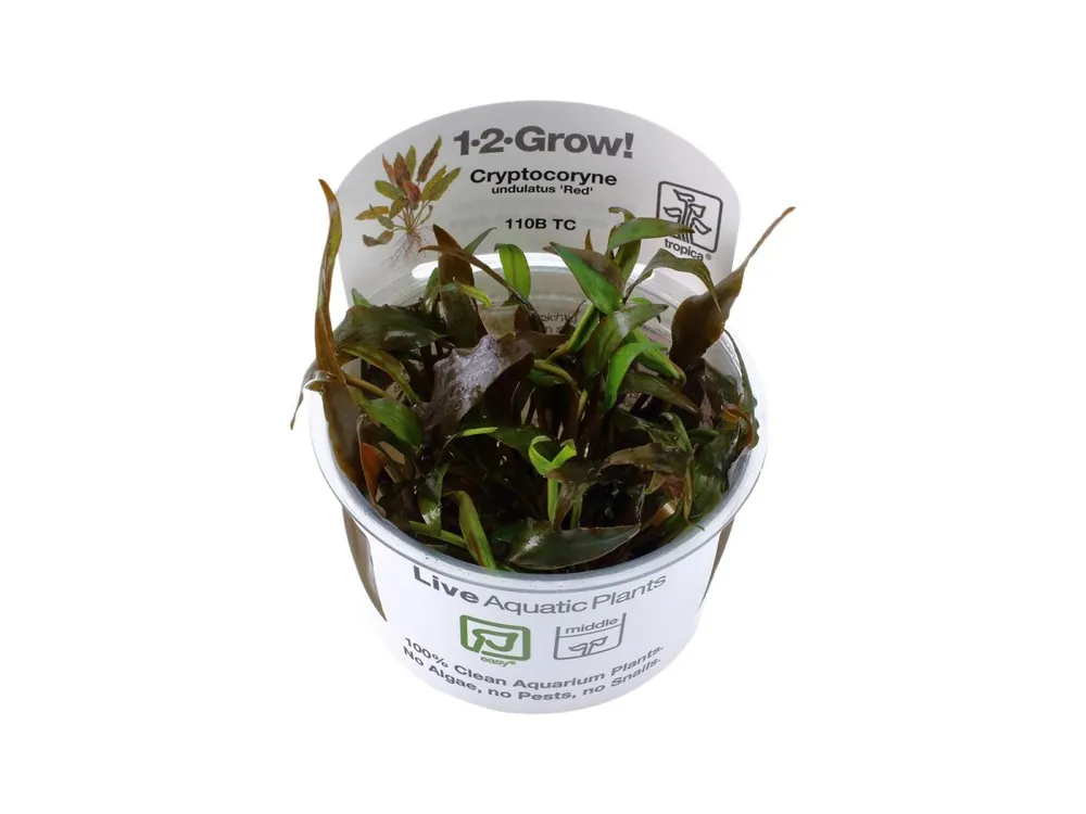 Saisonangebot Cryptocoryne undulata 'Broad Leaf' (feuille large)