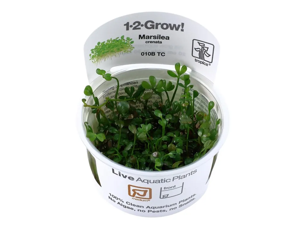Preisreduziert Marsilea crenata