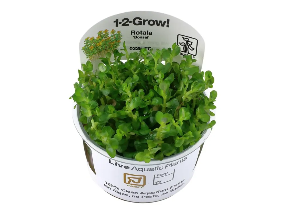 Rotala indica 'Bonsai Neue Kollektion