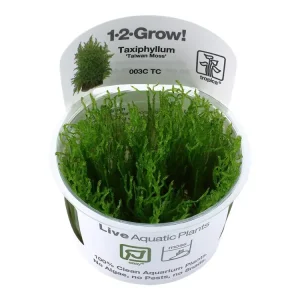 Taxiphyllum alternans 'Taiwan Moss' Versand Am Gleichen Tag