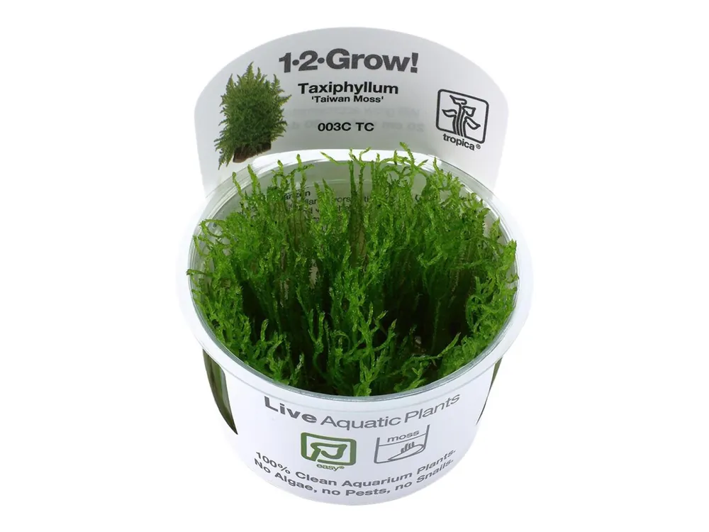 Taxiphyllum alternans 'Taiwan Moss' (Musgo de Taiwán) Online Kaufen