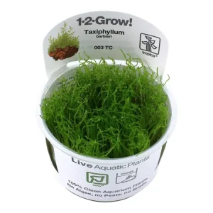 Preisreduziert Taxiphyllum barbieri 'Bogor Moss' (Musgo de Bogor)