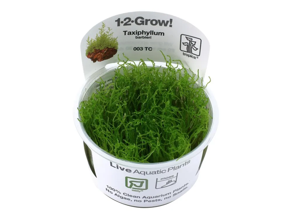 Preisreduziert Taxiphyllum barbieri 'Bogor Moss' (Musgo de Bogor)