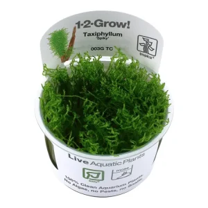 Echt Taxiphyllum sp. 'Spiky Moss' (musgo puntiagudo)