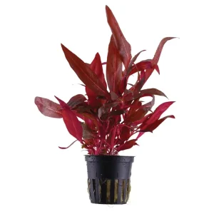 Direkt Vom Hersteller Alternanthera reineckii 'Rosanervig' (Alternanthera reineckii 'Rosanervig')