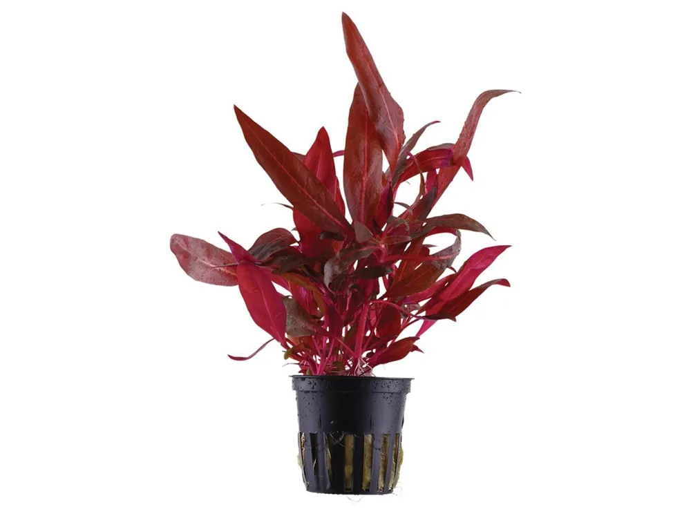 Direkt Vom Hersteller Alternanthera reineckii 'Rosanervig' (Alternanthera reineckii 'Rosanervig')