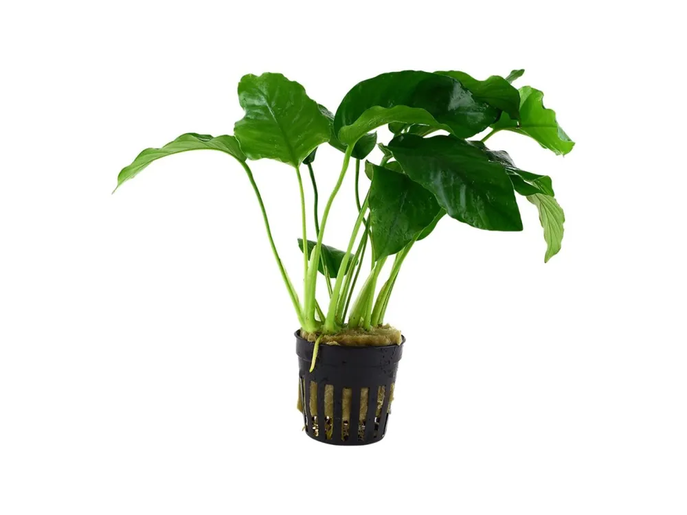 Anubias barteri var. barteri Saisonangebot