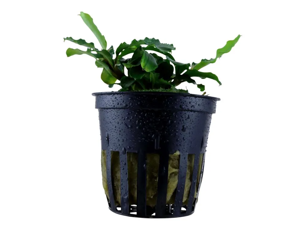 Nur Für Kurze Zeit Bucephalandra pygmaea 'Bukit Kelam'