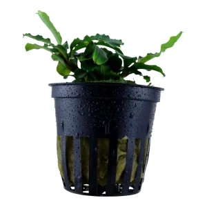 Bucephalandra pygmaea 'Bukit Kelam Kracherpreis