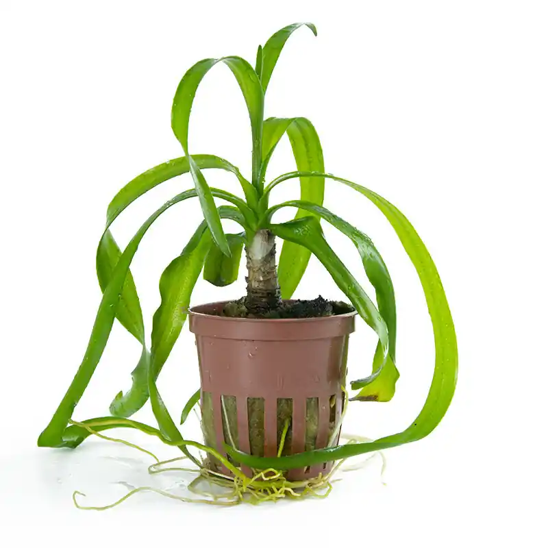 Neu Crinum thaianum