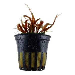 Markenware Cryptocoryne albida 'Marrón'
