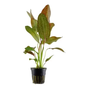 Echinodorus 'Ozelot Meistverkauft