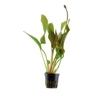 Neue Kollektion Echinodorus 'Red Diamond'
