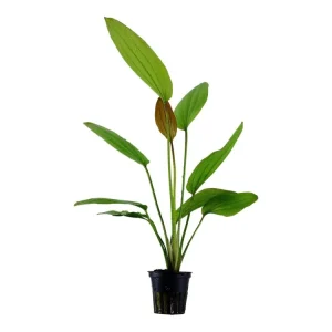 Meistverkauft Echinodorus 'Rosé
