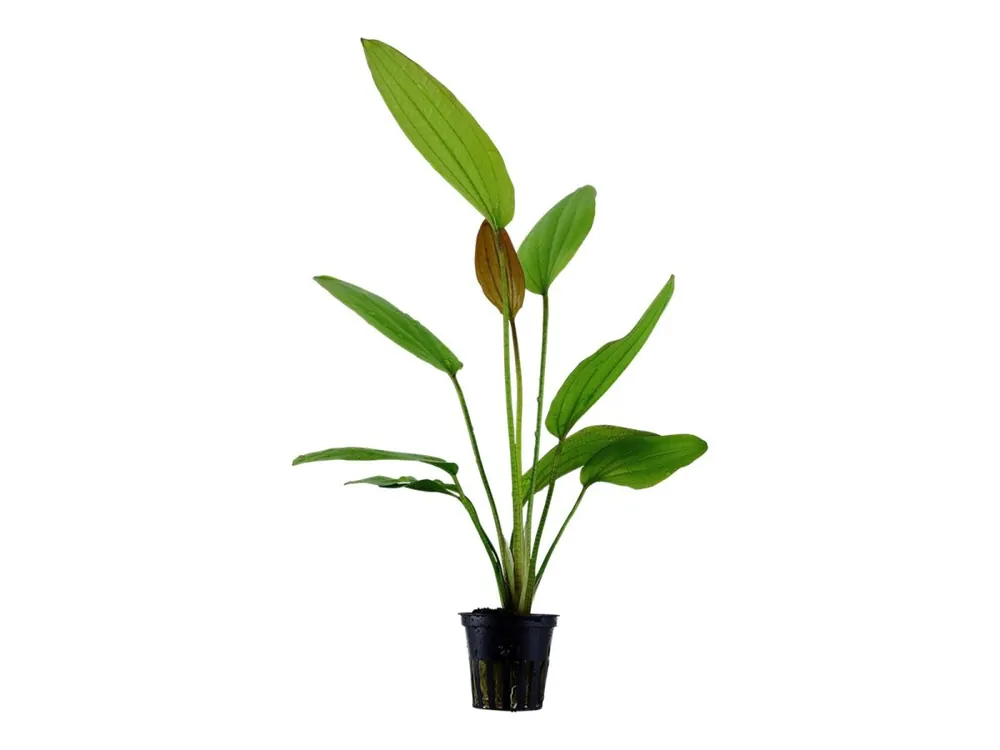 Meistverkauft Echinodorus 'Rosé