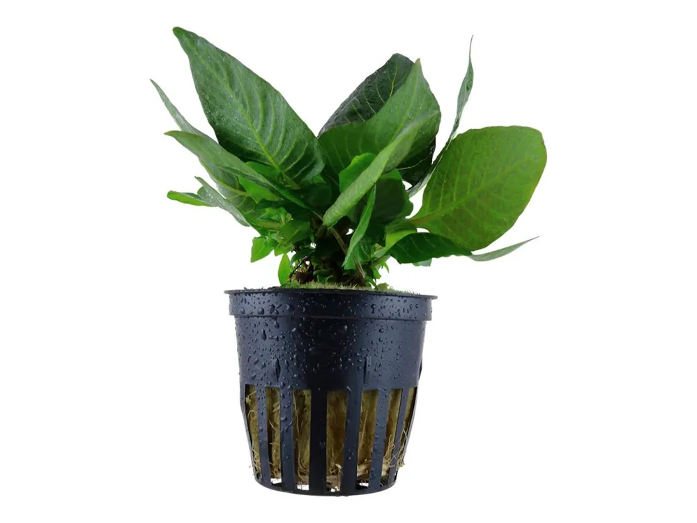Markenprodukt Hygrophila corymbosa 'Compact'