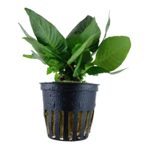 Abverkauf Hygrophila corymbosa 'Compact' (compacta)