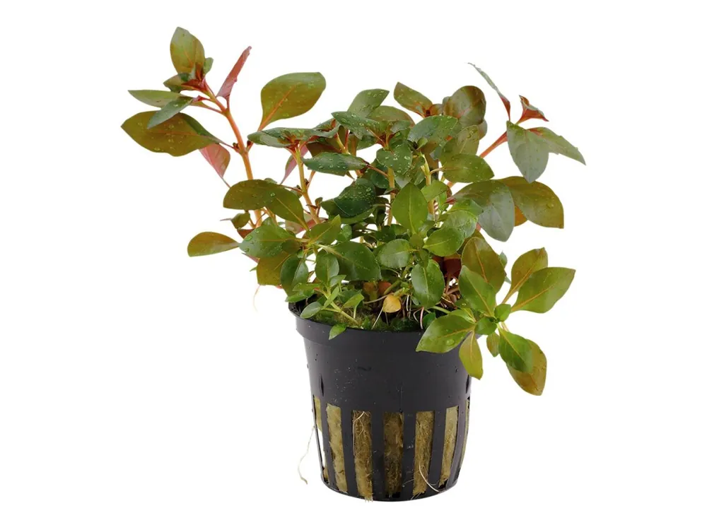 Finale Aktion Ludwigia repens 'Rubin
