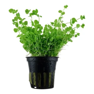 Micranthemum umbrosum Solange Der Vorrat Reicht