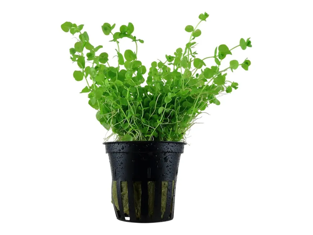 Micranthemum umbrosum Solange Der Vorrat Reicht