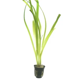 Wochenendangebot Vallisneria americana 'Gigantea