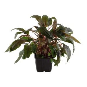 Sonderangebot Cryptocoryne wendtii "Tropica